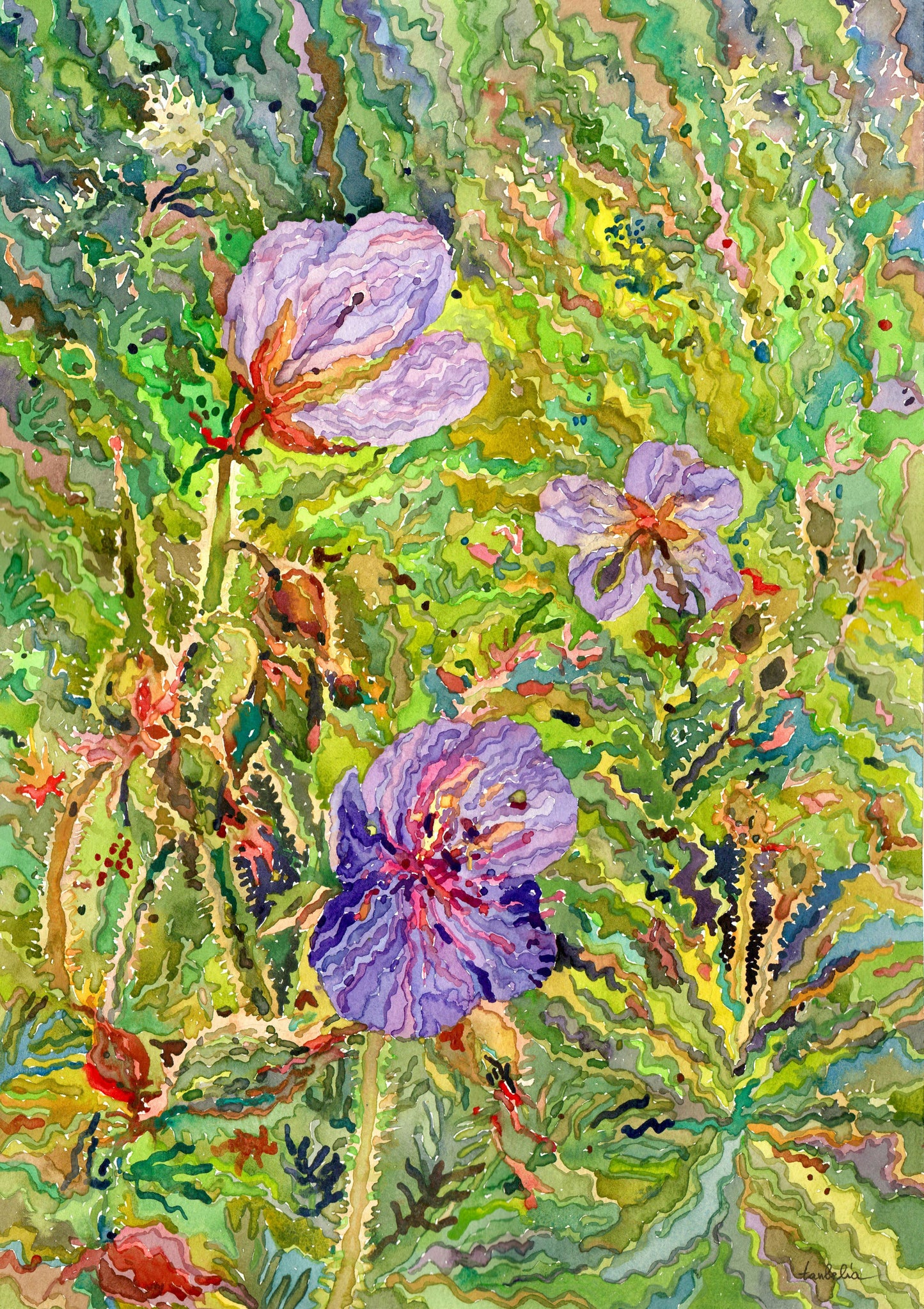 Geranium Flowers
