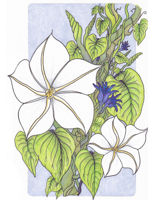 White Flower