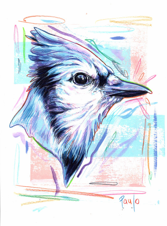 Blue Jay - Cyanocitta Cristata