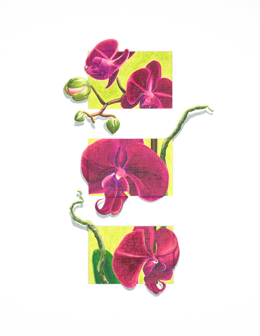 Orchids, Exploring The Canvas