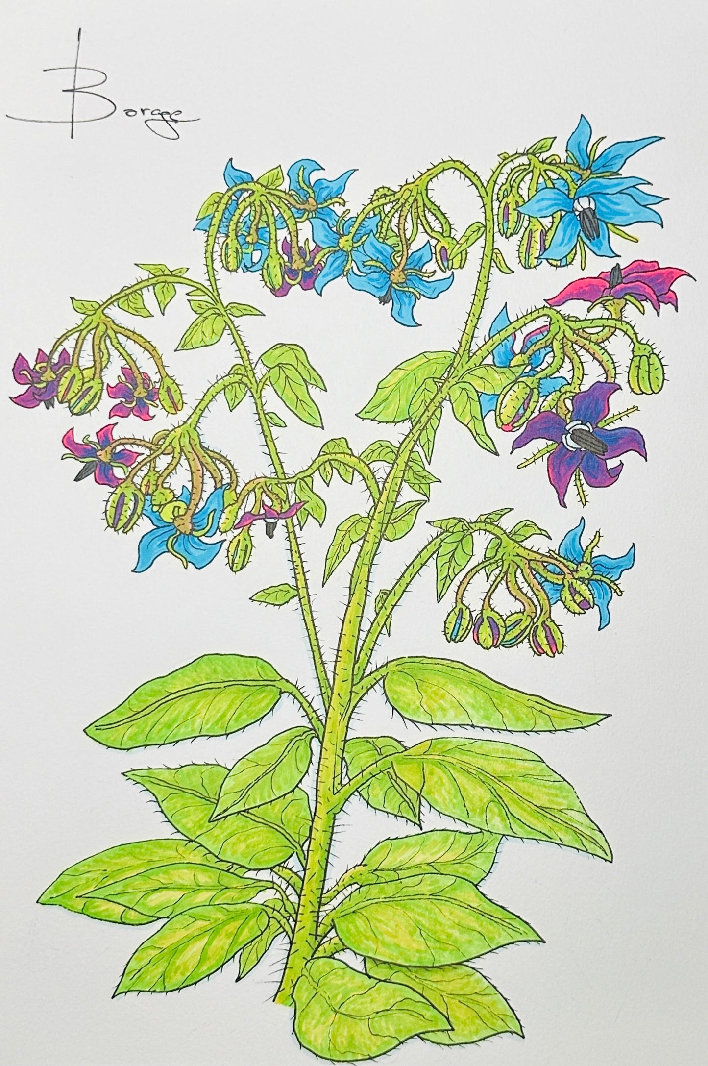 Borage